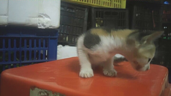 แมวตัวนี้สูญเสียความเป็นสัตว์ป่าไปแล้ว! กลายเป็นแมวบ้านไปเรียบร้อยเลย!