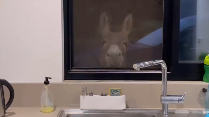 The Curious Little Donkey