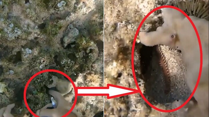 Never casually stick your fingers into holes on the seafloor! Otherwise, the consequences could be d