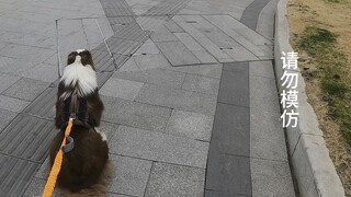 A thoroughly enjoyable dog walk