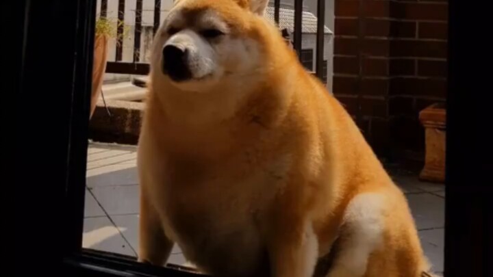 “  骨   瘦   如   柴   ”