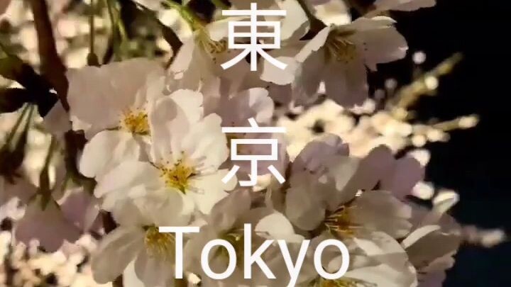 Mau ke Tokyo, Yamaguchi atau Chiba?