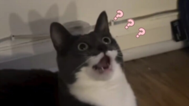 “Đại Hội Hành Vi Kỳ Lạ Của Động Vật 397”