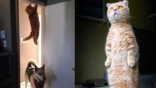 รวมคลิปสัตว์ตลก แมวฮาฮา น่ารัก ดูเพลินๆ EP 32