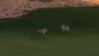 There are fake moves haha