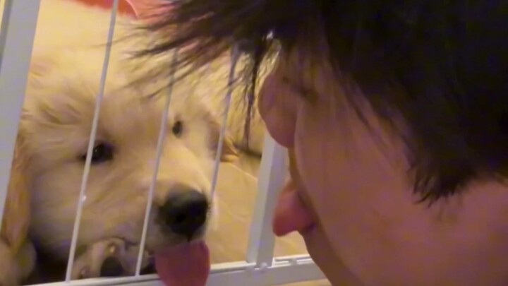 สุนัขปลอบประโลม: นี่แหละคืองานของฉัน