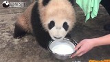 【大曝光】网红大熊猫蔓越煤小时候珍贵影像