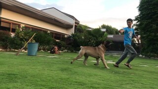 How to train your Bullmastiff offleash and alert.