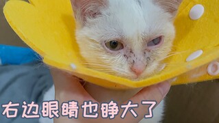 مرحباً أيها الإخوة والأخوات، أنا Xixi، ولدي الكثير من العيون!