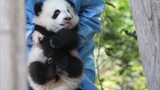 [PandaFuduoduo] เมื่อเจ้าแพนด้าทำงานเสร็จ พี่เลี้ยงก็ส่งกลับบ้านเลย