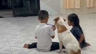 Dog Lover