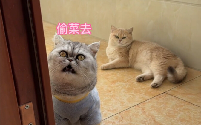 和妈耶一起去偷菜