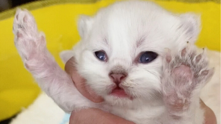 Mencuri anak kucing dari sisi induk kucing, ternyata...