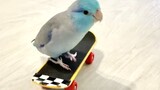 Video collection of smart parrot Wolfie