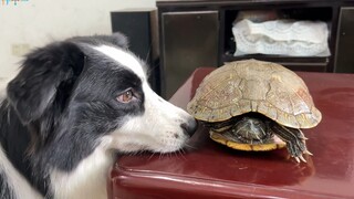 Điều gì sẽ xảy ra khi chú chó lần đầu tiên gặp một chú rùa già 10 năm?