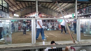 tanay *sir biboy* vs antipolo ,, talo si idol