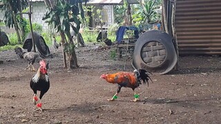 super hiraw