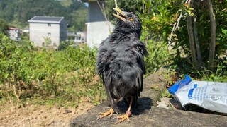 Collect the Feather of A Duck and A Starling