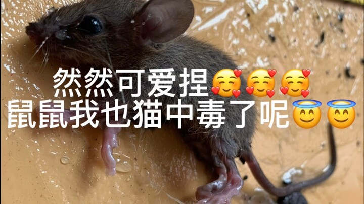 หนูเองก็โดนพิษแมวเข้าให้แล้วนะ🥰🥰🥰