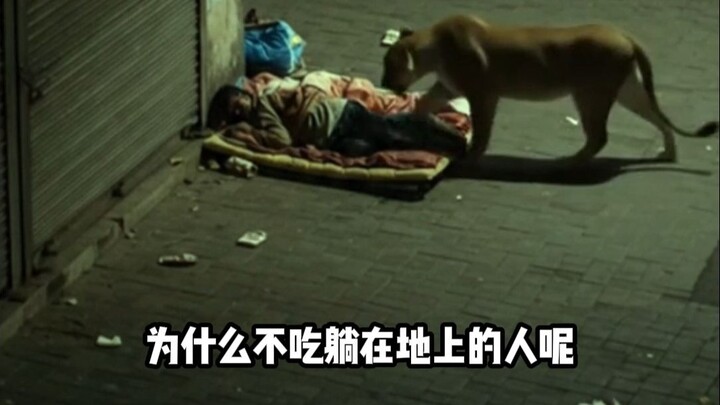 Tại sao sư tử châu Phi không tấn công những người trên xe?