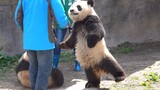 หมีแพนด้า|Xuebao & Qianjin เวลาทานของว่าง