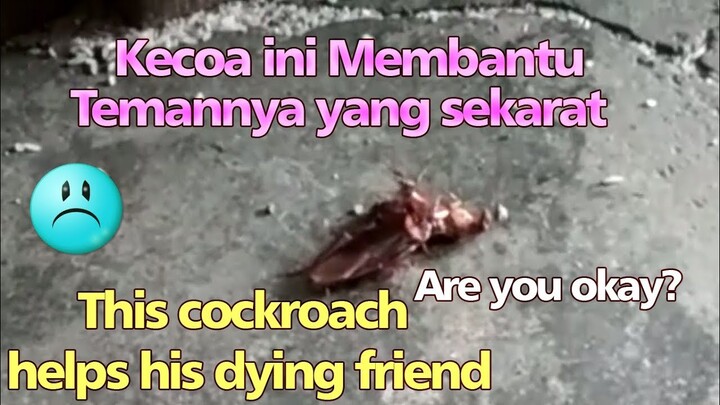 Kecoa Bantuin TEMANNYA yang SEKARAT !! .. Sedih Lihatnya ..
