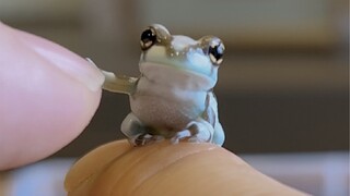 هذا الضفدع الصغير مهذب جدًا~ سأبث مباشرةً في السابعة مساءً