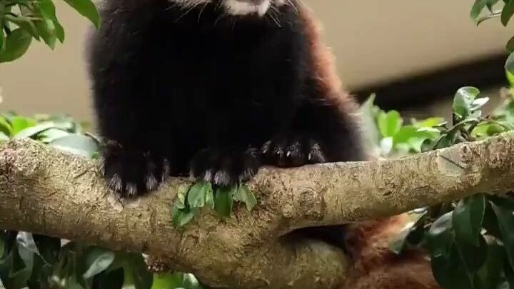 Panda kecil pengin memanjat ke dahan pohon yang tinggi, tapi sayangnya dia cuma punya dua kaki pende