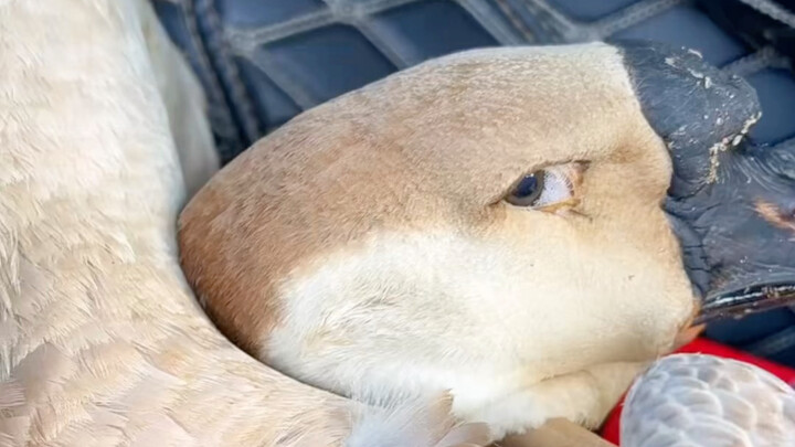 Awalnya mau jual angsa besar, tapi melihat tatapannya jadi kasihan.