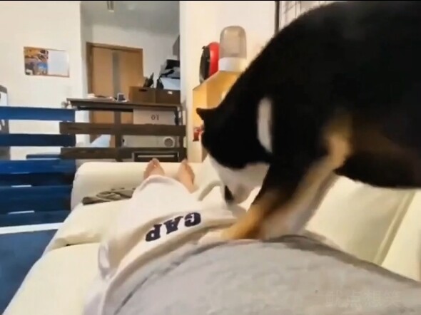 A Grand Showcase of Deplorable Animal Behaviors!