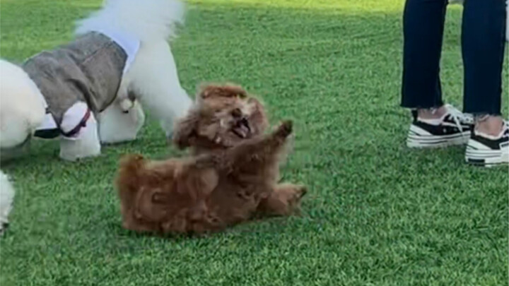 Has anyone spoken up for this little dog?