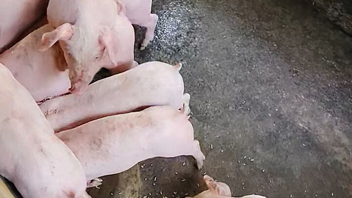 MGA DAPAT MALAMAN BAGO BUMILI NG BIIK.