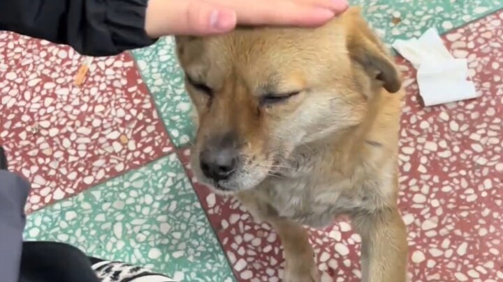 น้องหมาขี้อายบ้านคุณย่า