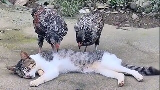 猫科动物在睡觉的时候非常警觉！