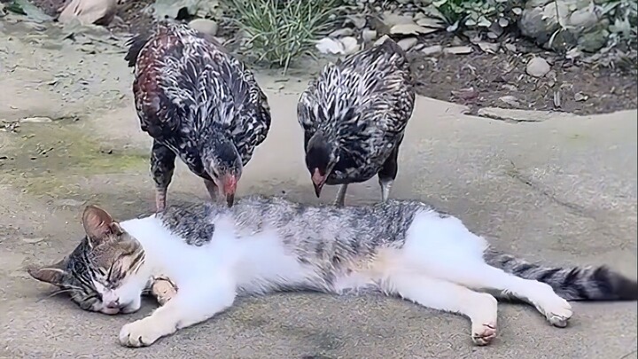 Felines are extremely alert even when they're sleeping!