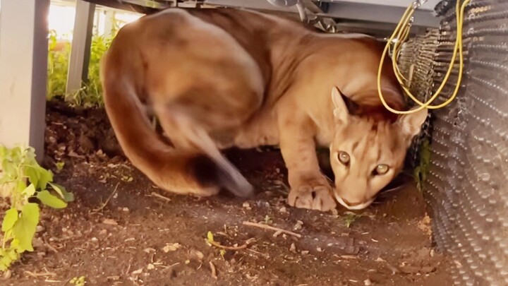A 6-year-old cougar—taking a punch shouldn’t be a problem, right?