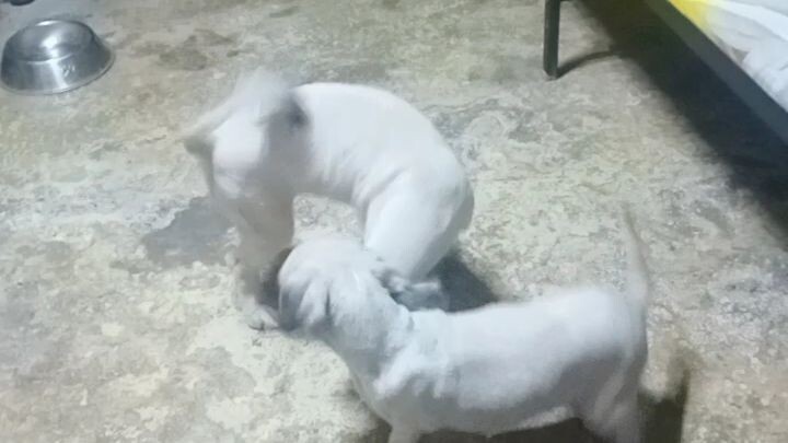 play time Ng mga alagang shitzu