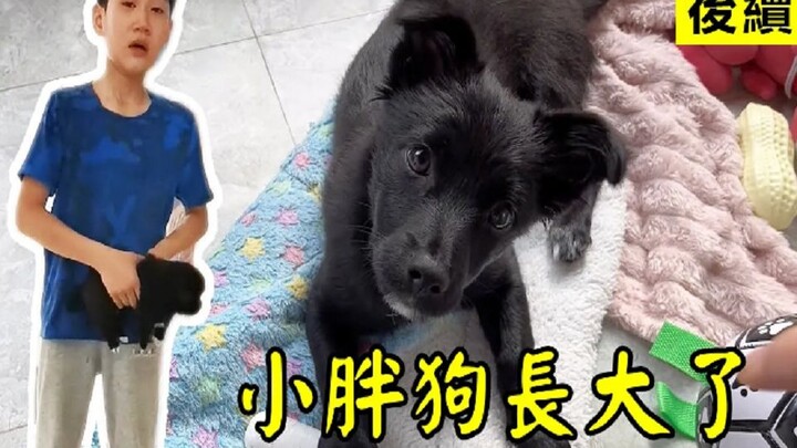(Update terbaru) Anak yang menemukan anjing itu telah tumbuh besar! Lucu, nakal, sekaligus penurut!