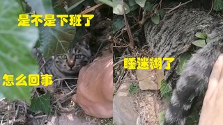 Mèo mướp nhà theo chủ đi hái trà, lúc trở về thì mèo mướp ngủ ngon lành dưới bóng râm.