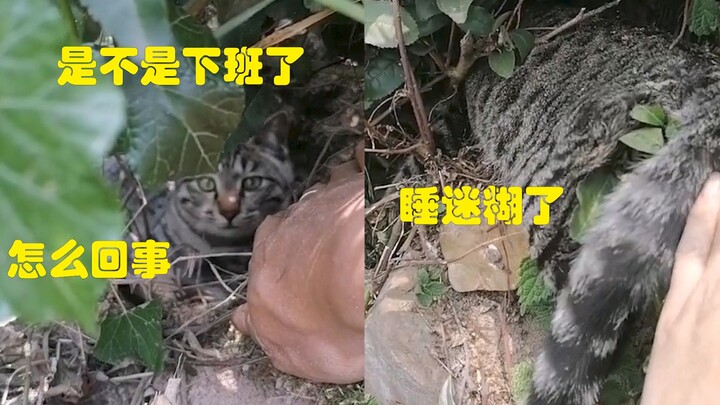 自家狸花跟着主人采茶，回去的时候狸花在阴凉处呼呼大睡