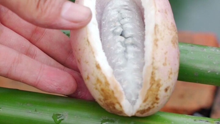 Pemuda di alam liar beruntung menemukan buah Agustus, setelah mengupas kulit luarnya lalu mencicipi,