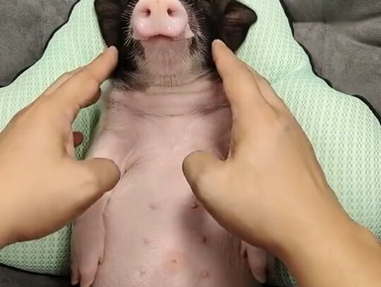 ลูกหมู