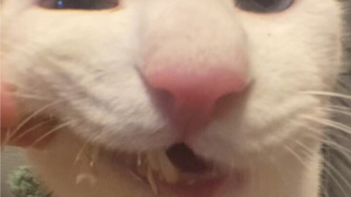 Feels like a tooth is stuck~ Meow