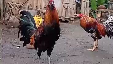 parihang 1time winner naonong pagkatapos ng fight