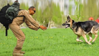 Most Priceless Moments When Dogs Reunions with Their Owners That Will Melt Your Heart ❤️