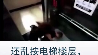 熊孩子电梯捣乱，女子抱摔教他做人