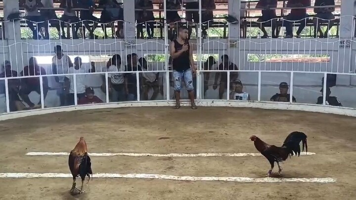 3-Cock Derby May 19, 2025-WWL (Win)