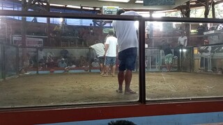 ulot matapang tiwala sa sariling manok