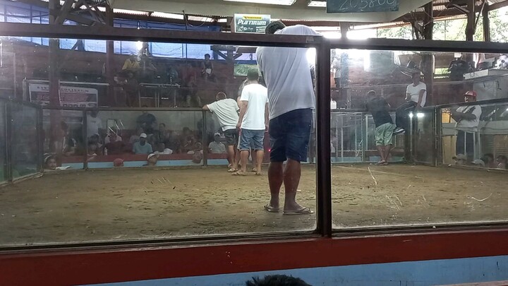 ulot matapang tiwala sa sariling manok