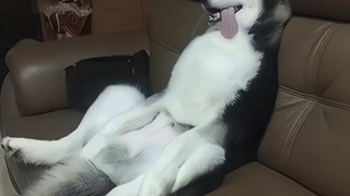 二哈精力充沛在家捣乱，主人领出去溜了一上午。让它知道什么是社会黑暗！！！